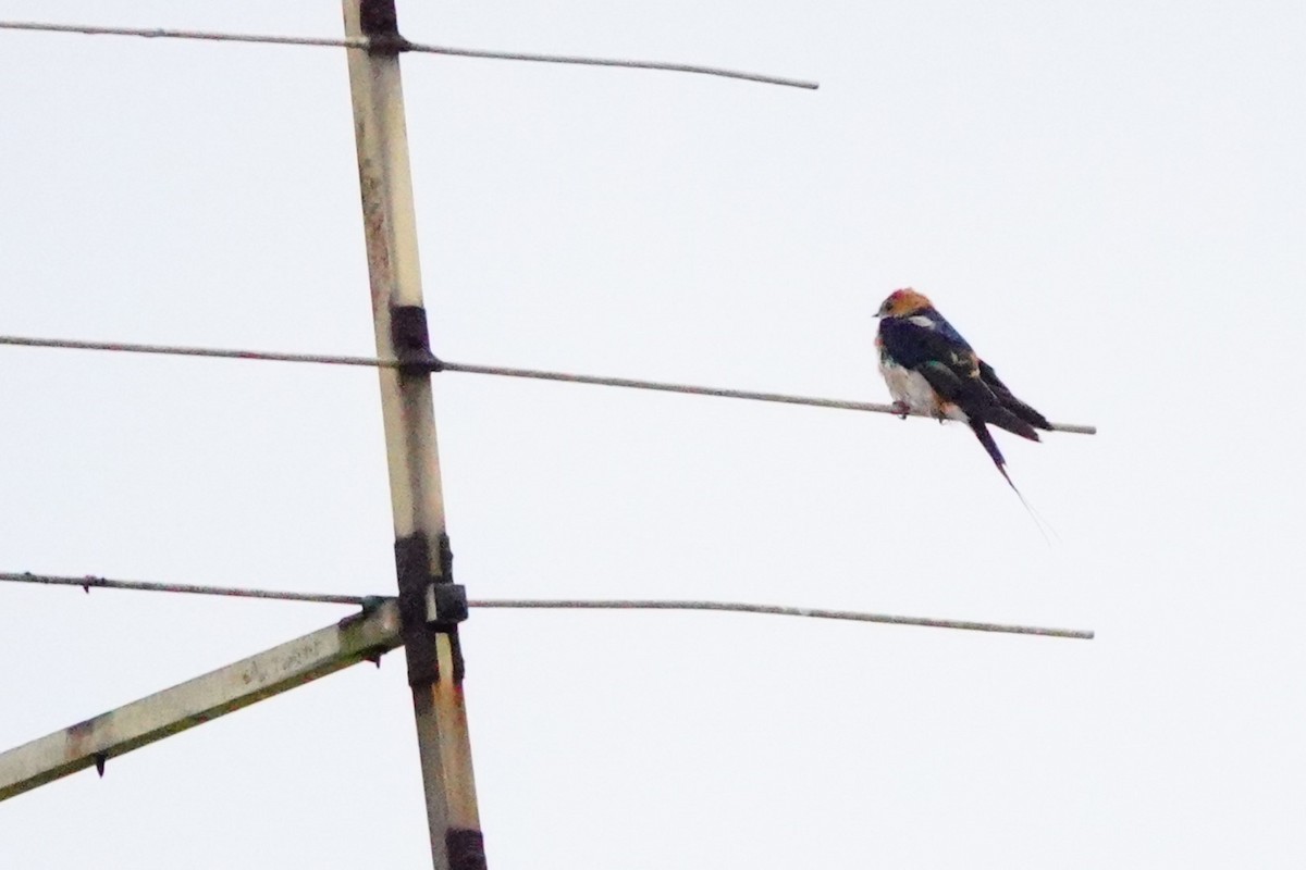 Lesser Striped Swallow - ML620306795