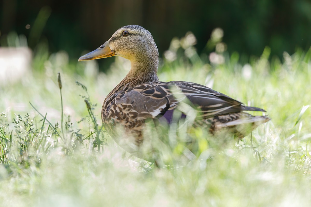 Canard colvert - ML620306799