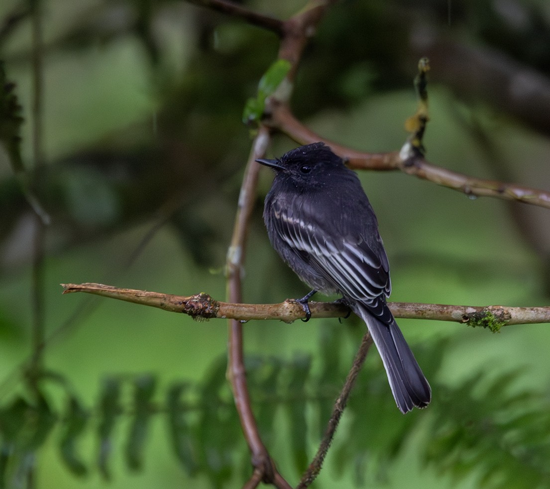 Black Phoebe - ML620306802