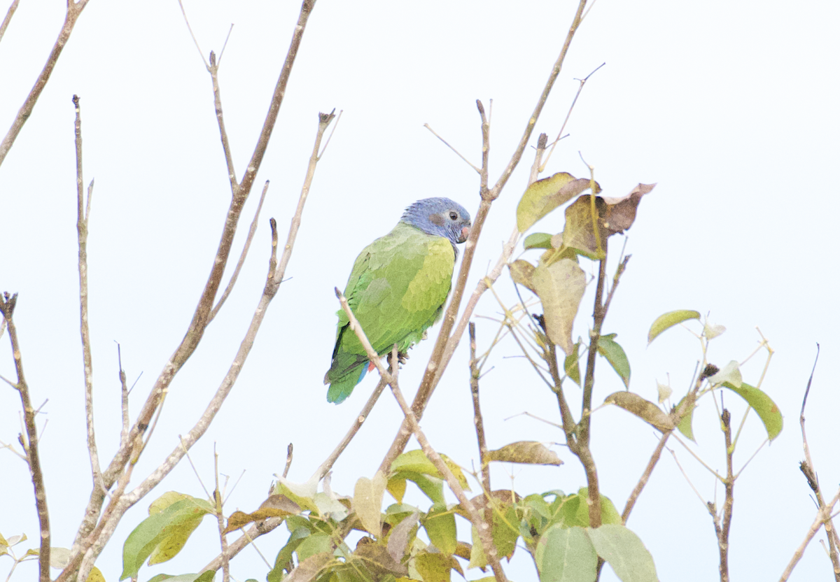 Blue-headed Parrot - ML620306803