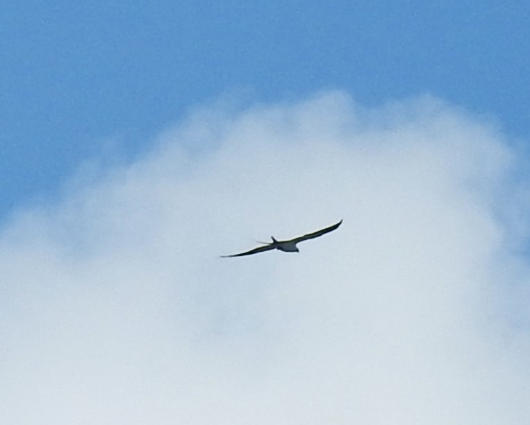 Swallow-tailed Kite - ML620306814