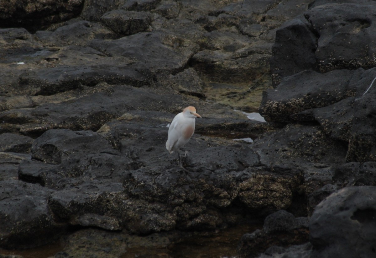 Western Cattle Egret - Charlie Lyons