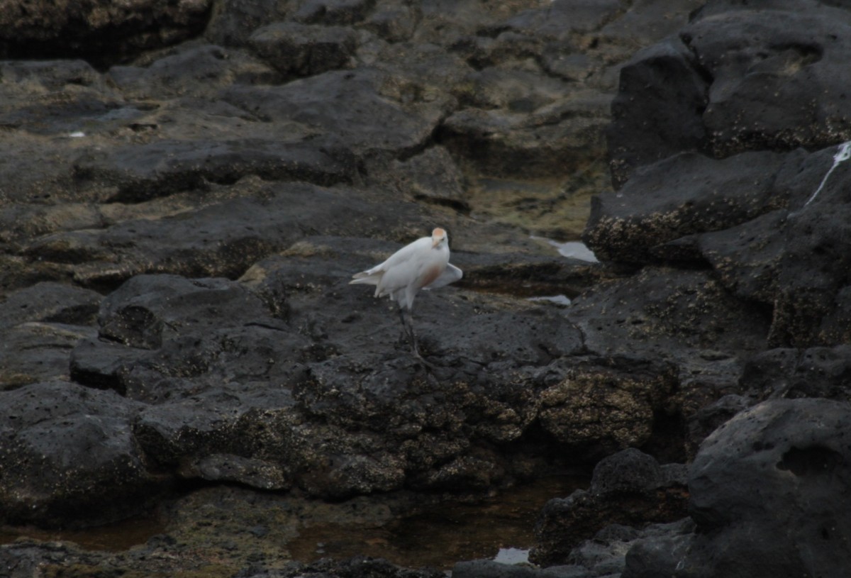 Western Cattle Egret - Charlie Lyons