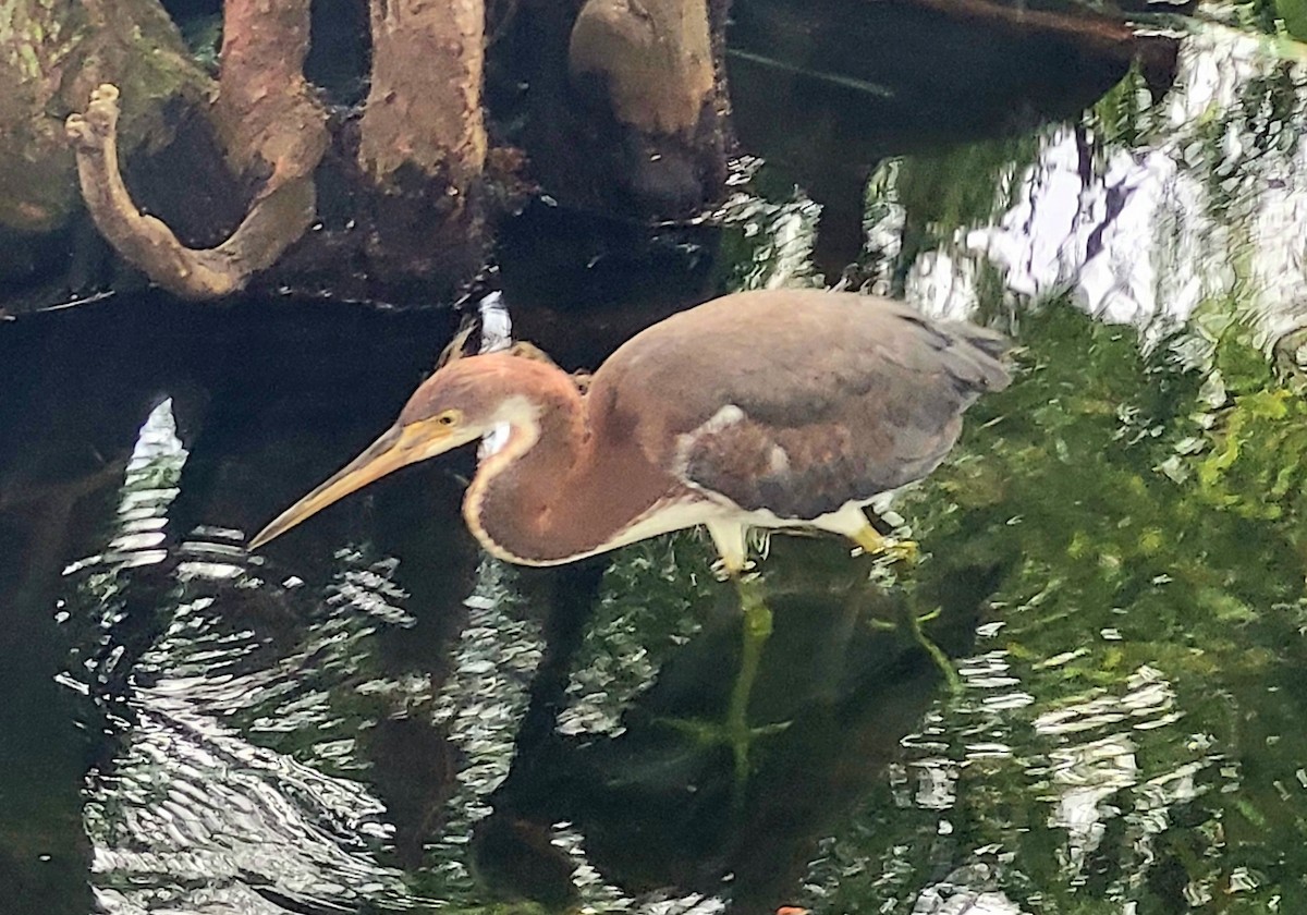 Tricolored Heron - ML620306834