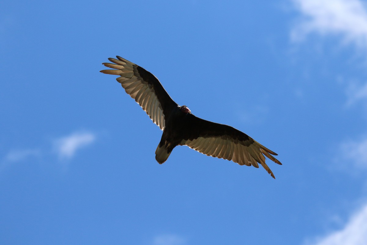 Turkey Vulture - ML620306837