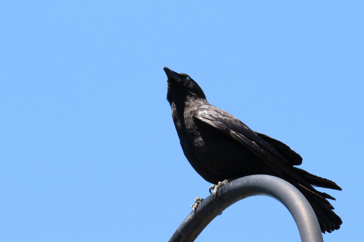 American Crow - ML620306839