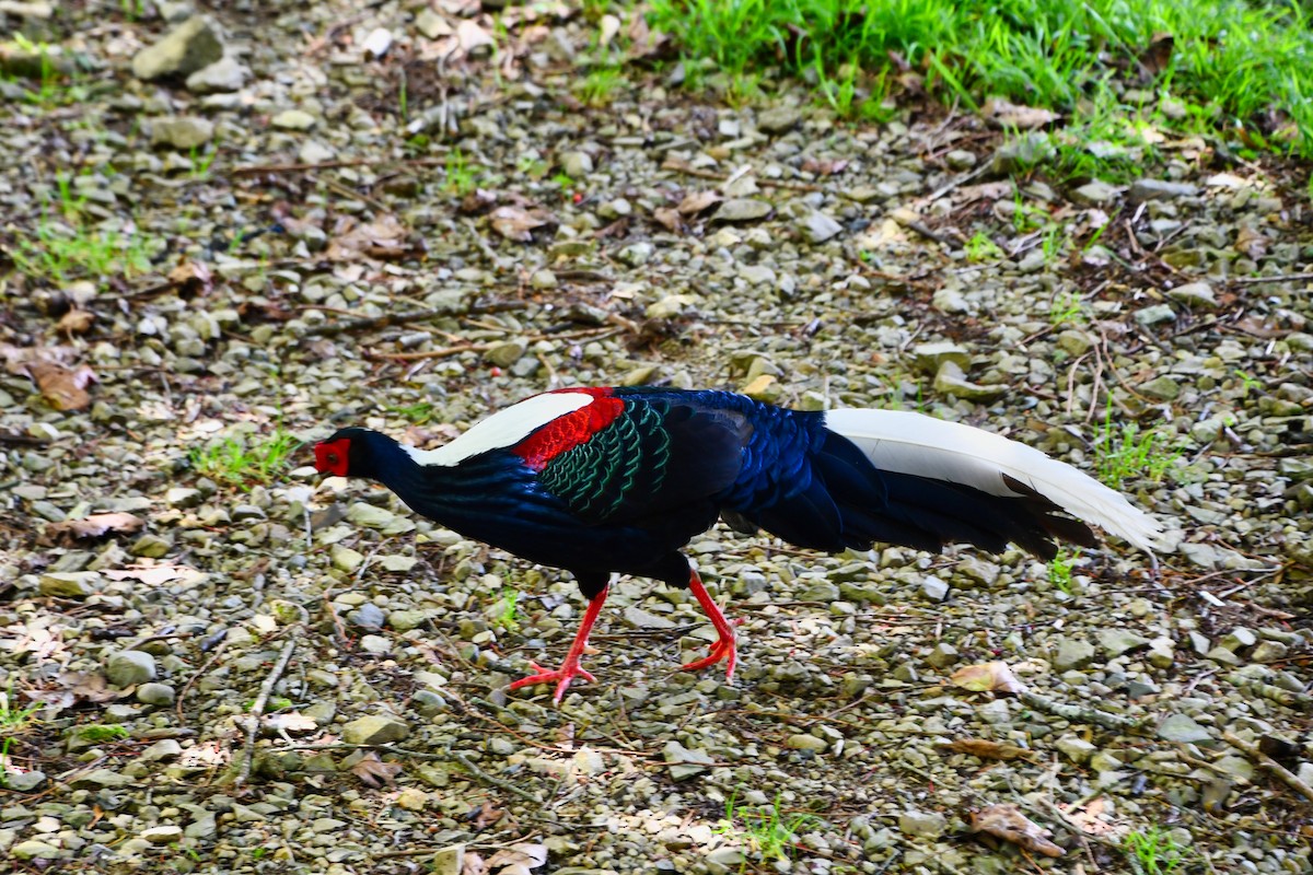 Swinhoe's Pheasant - ML620306841