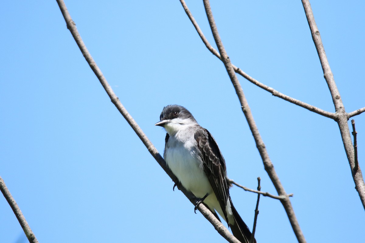 Eastern Kingbird - ML620306846