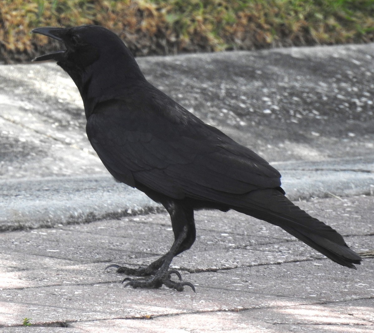 Fish Crow - ML620306848