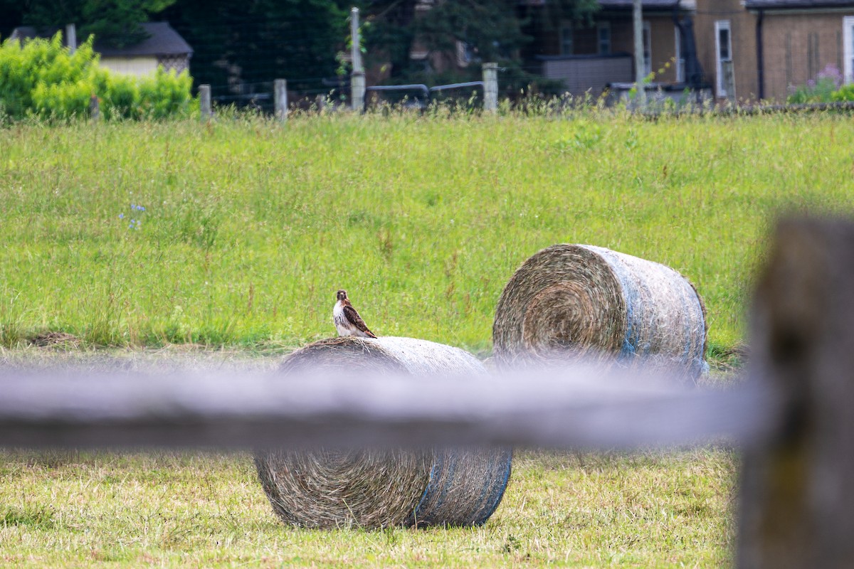 Red-tailed Hawk - Troy Bynum