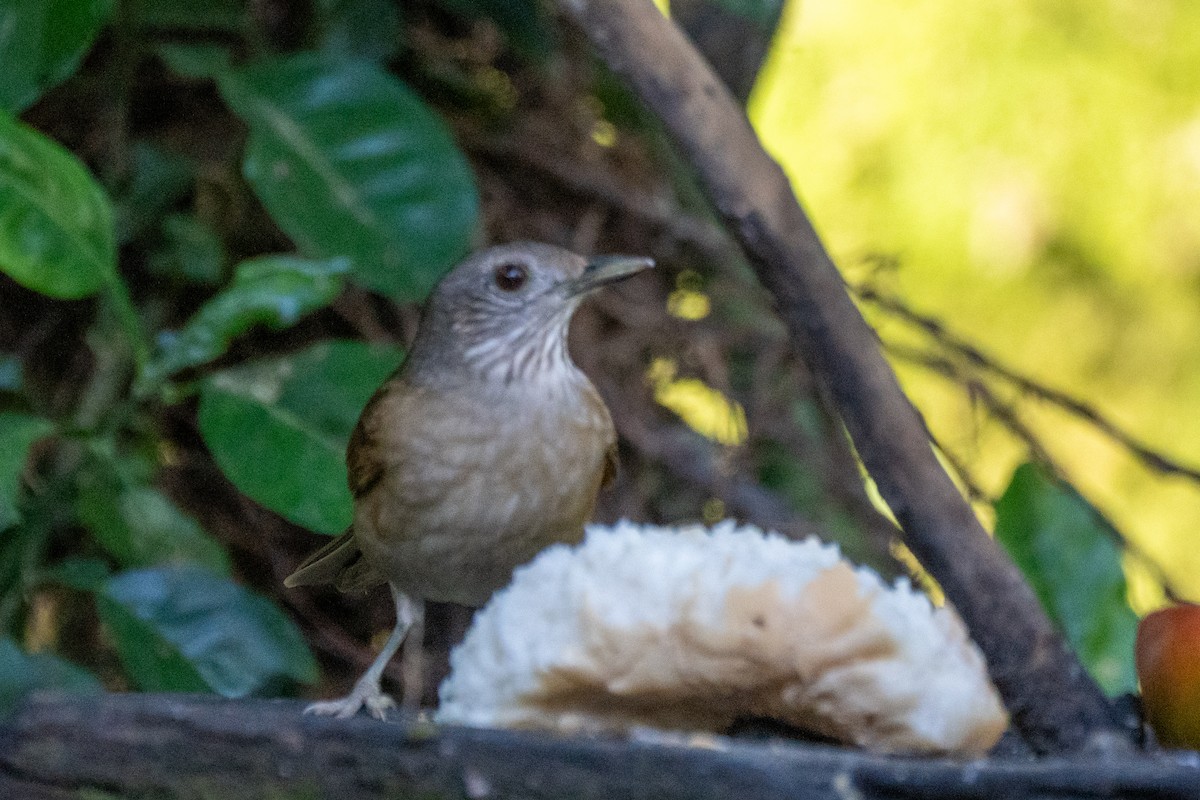 Pale-breasted Thrush - ML620306856