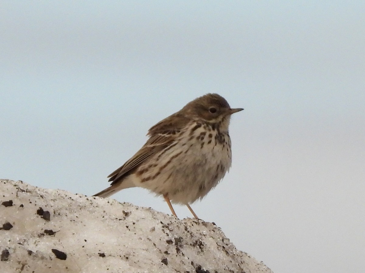 Meadow Pipit - ML620306862