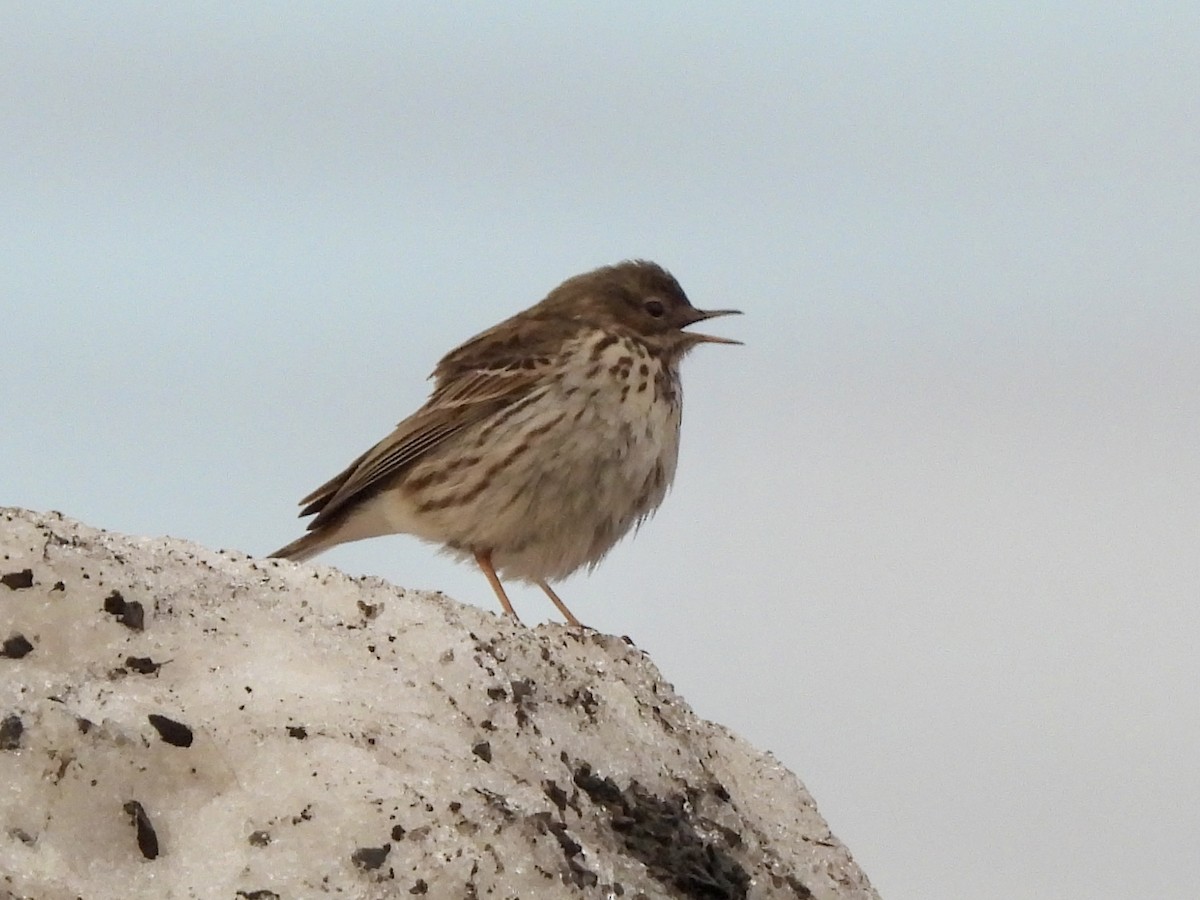 Meadow Pipit - ML620306863