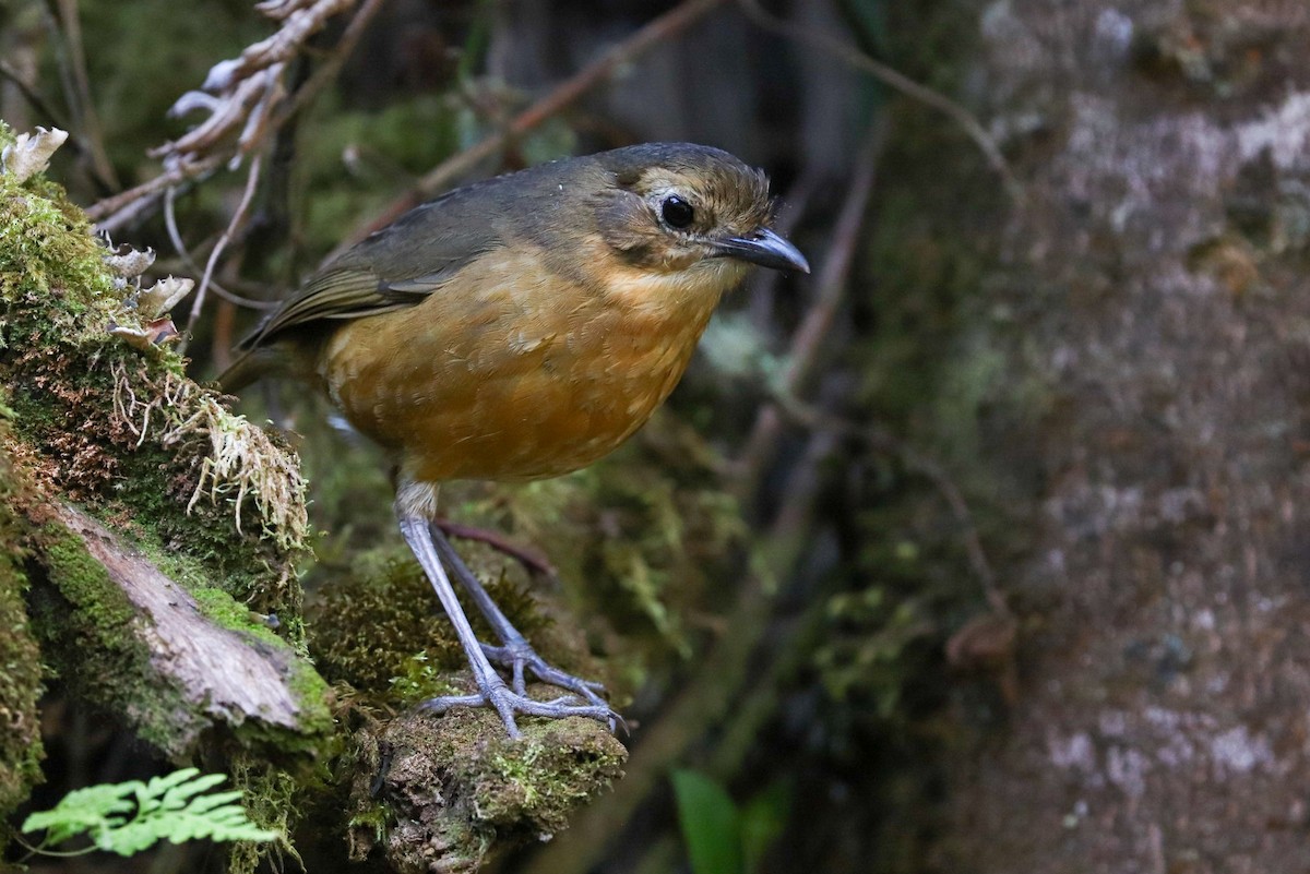 Tawny Antpitta - ML620306866