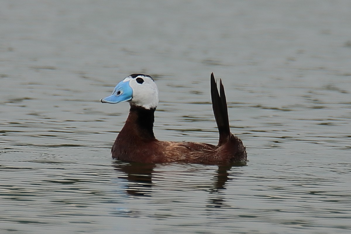 White-headed Duck - ML620306868