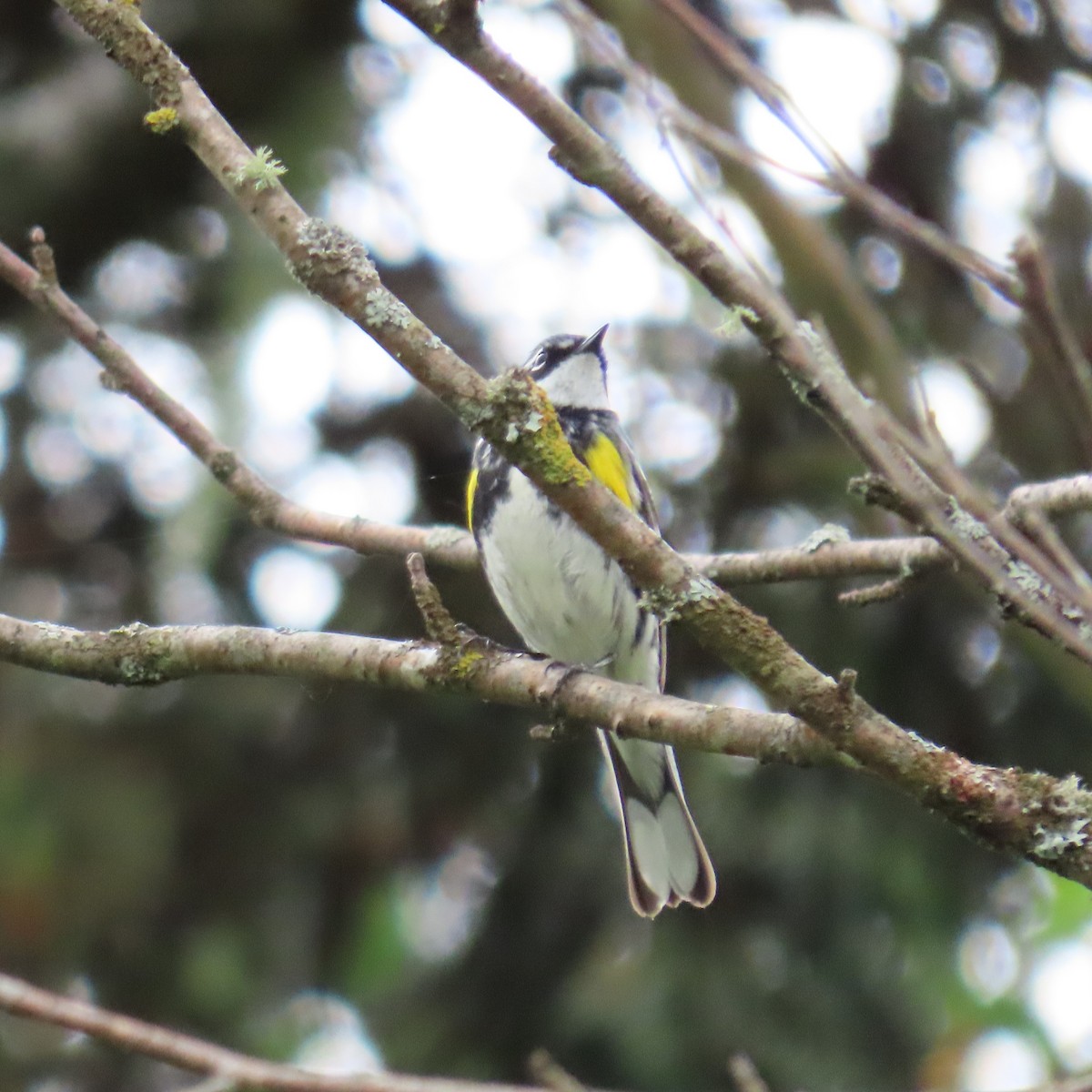 lesňáček žlutoskvrnný (ssp. coronata) - ML620306875