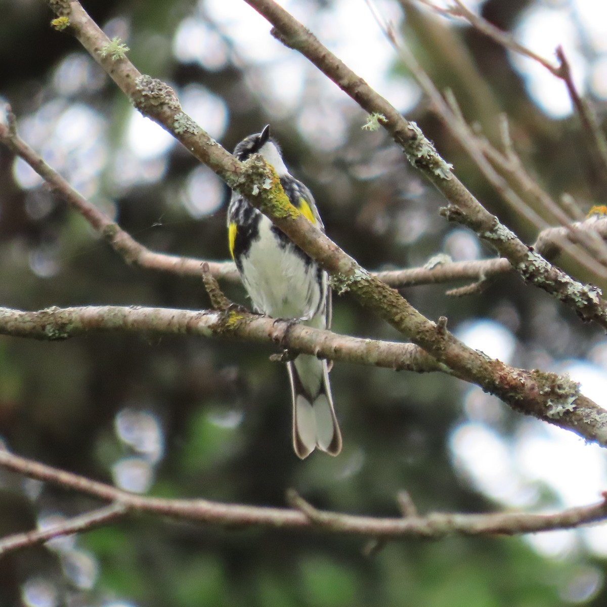 lesňáček žlutoskvrnný (ssp. coronata) - ML620306876