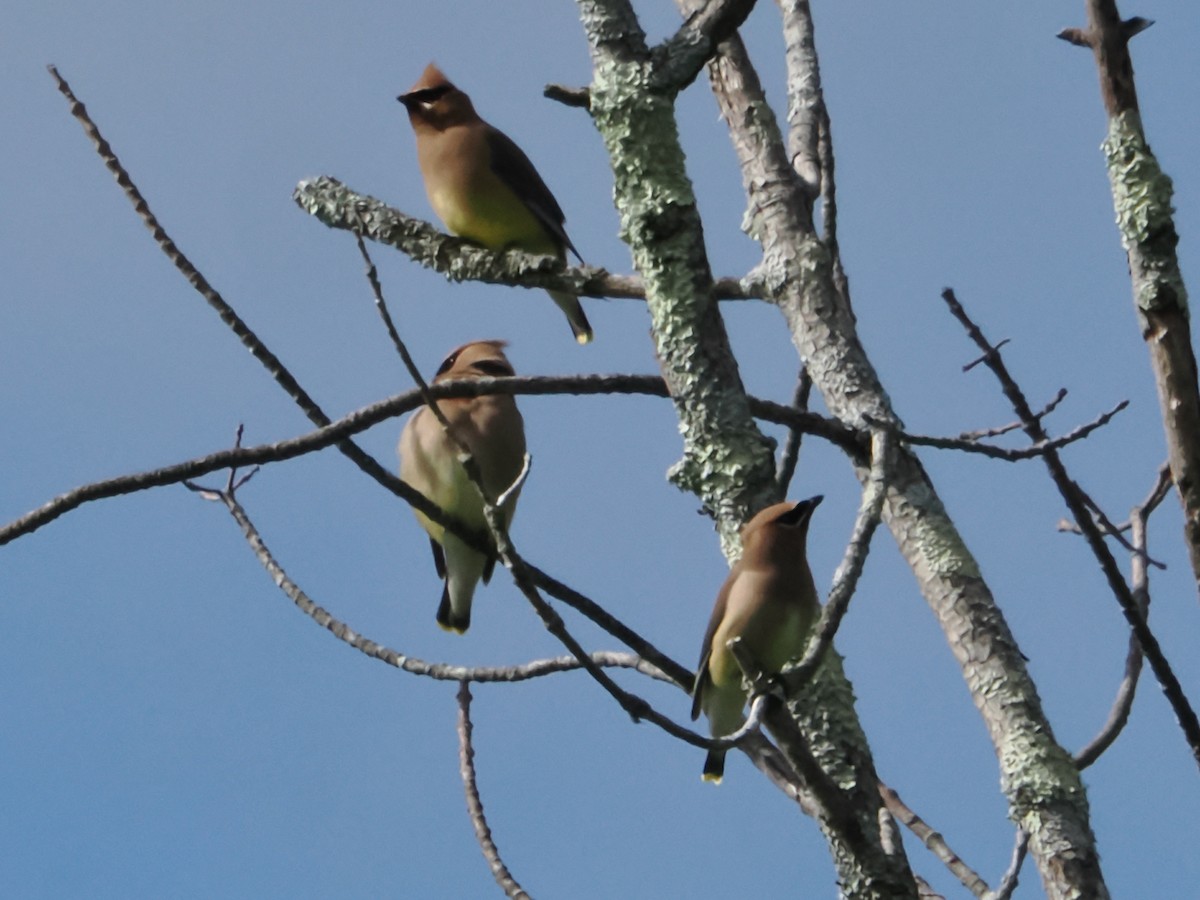 Cedar Waxwing - ML620306878