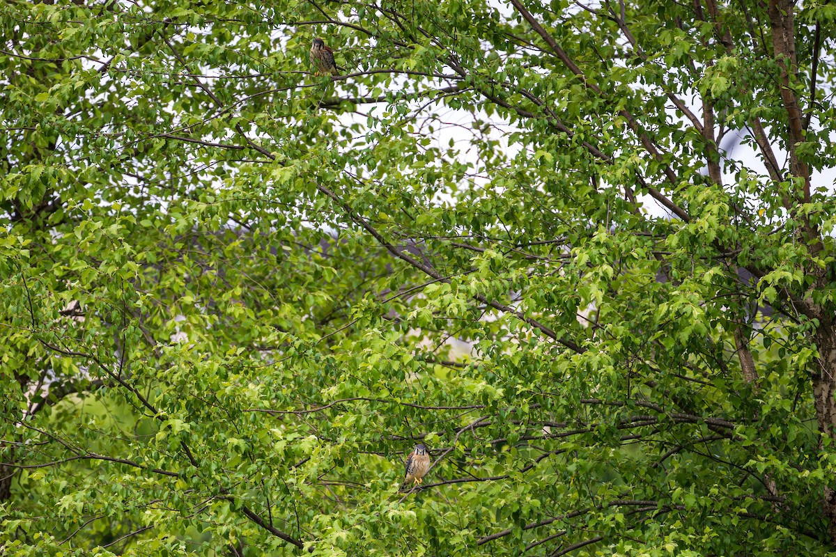 American Kestrel - ML620306880