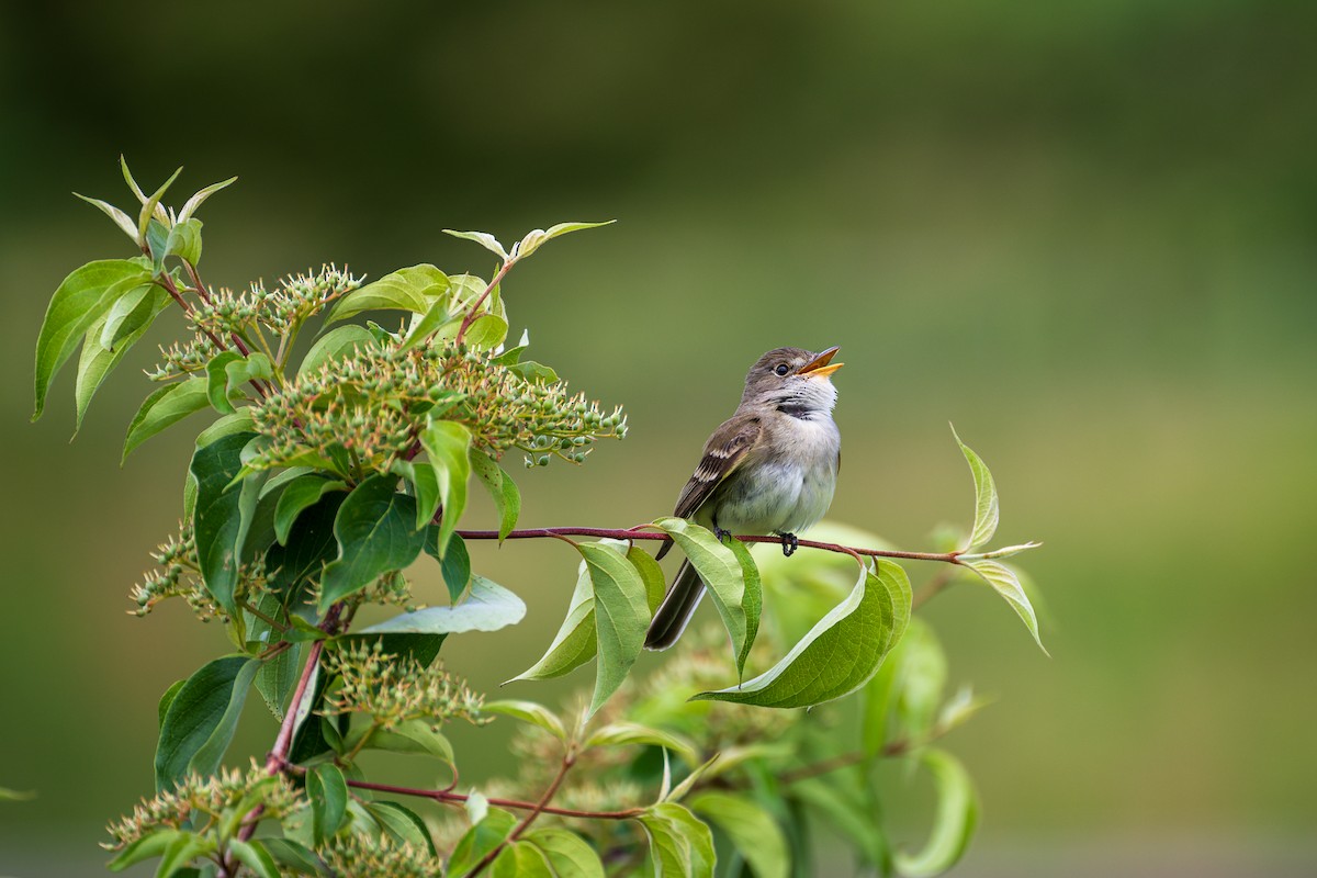 Willow Flycatcher - ML620306888