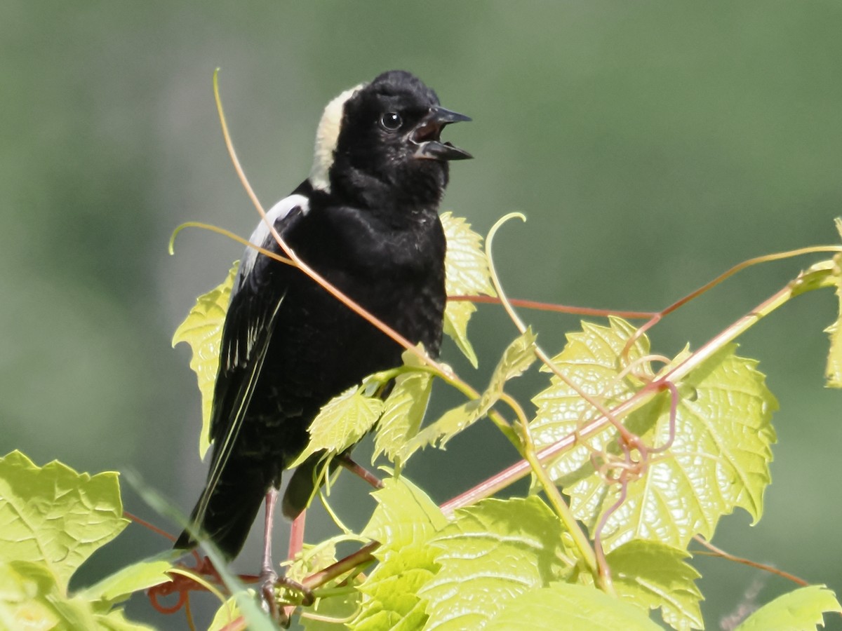 Bobolink - John Felton