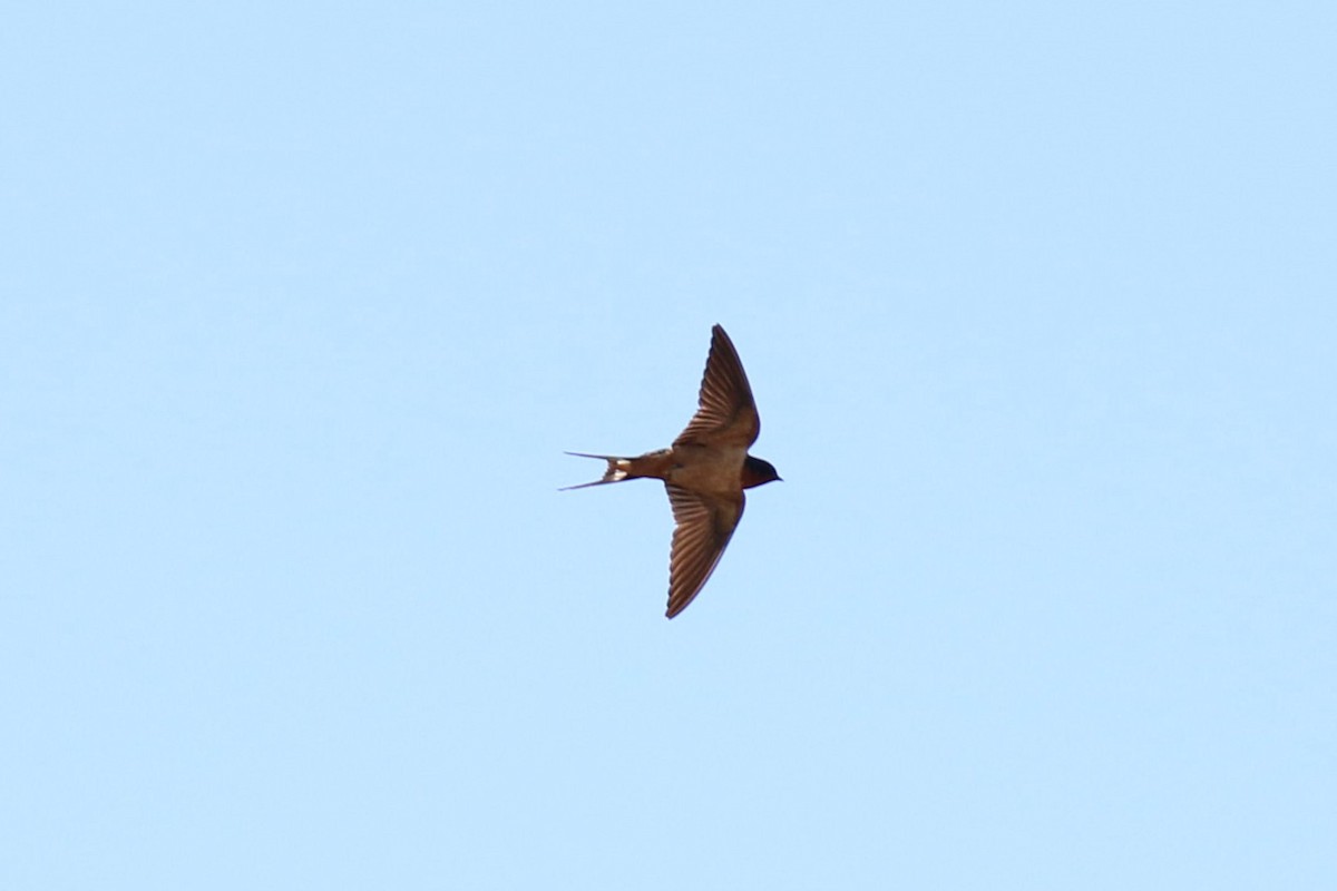 Barn Swallow - ML620306895