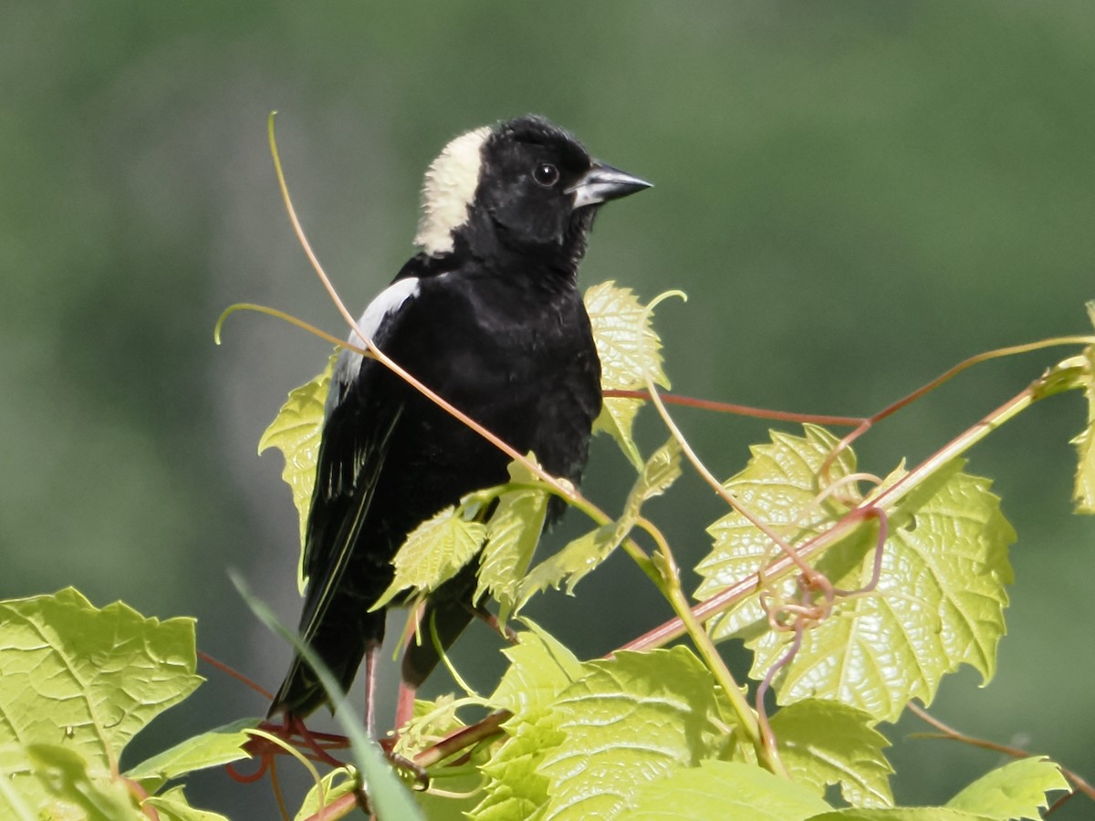 Bobolink - ML620306896