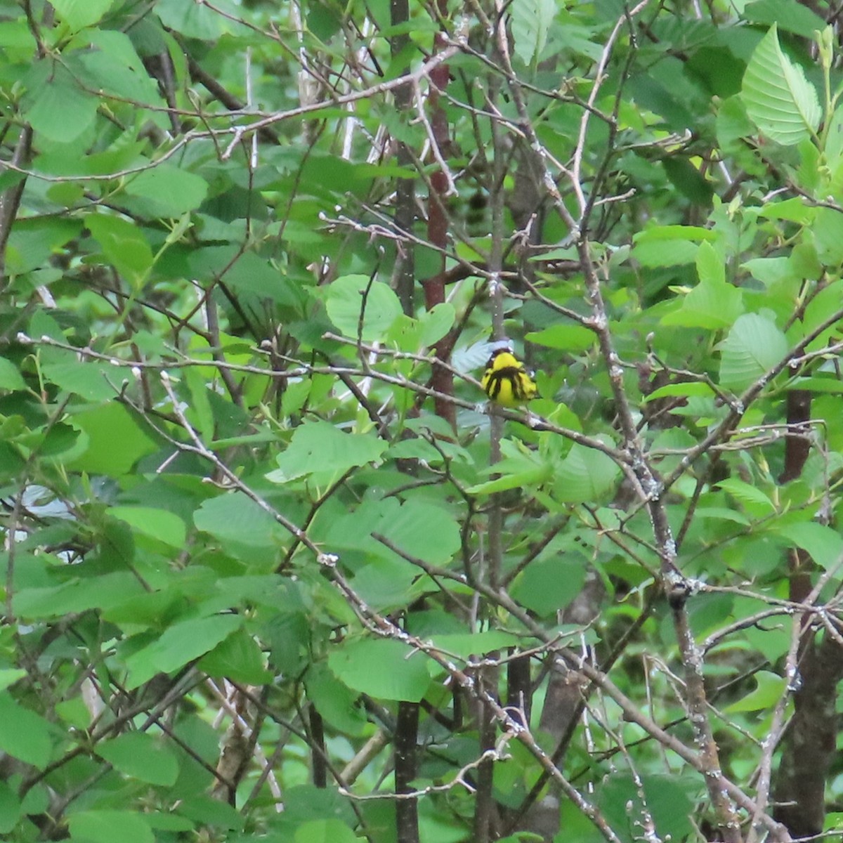 Magnolia Warbler - ML620306899