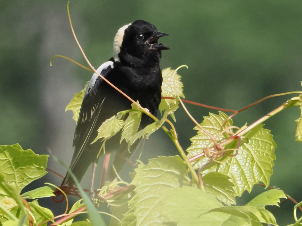 Bobolink - ML620306900