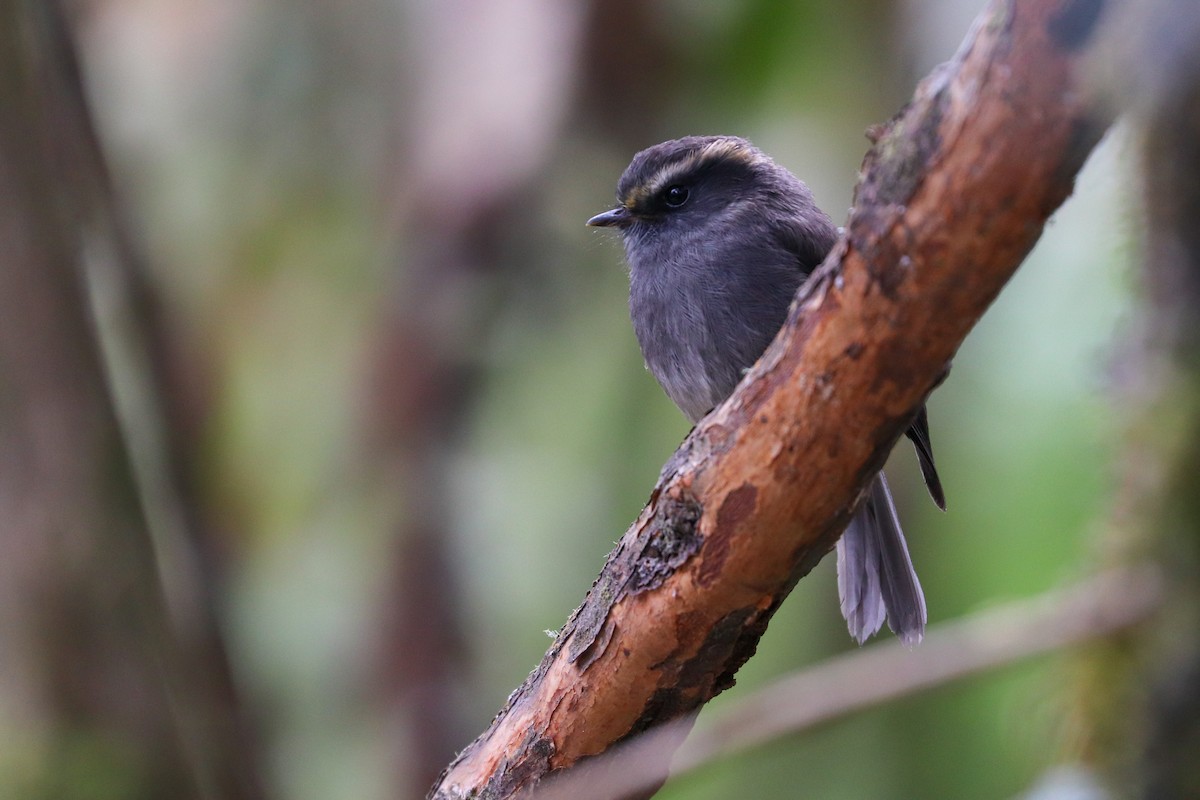Crowned Chat-Tyrant - ML620306903