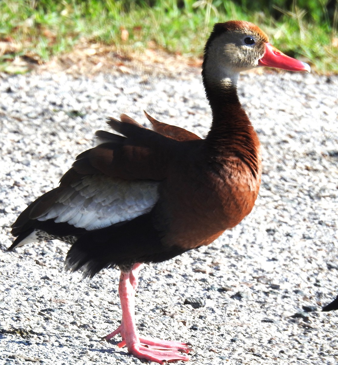 Black-bellied Whistling-Duck - ML620306906