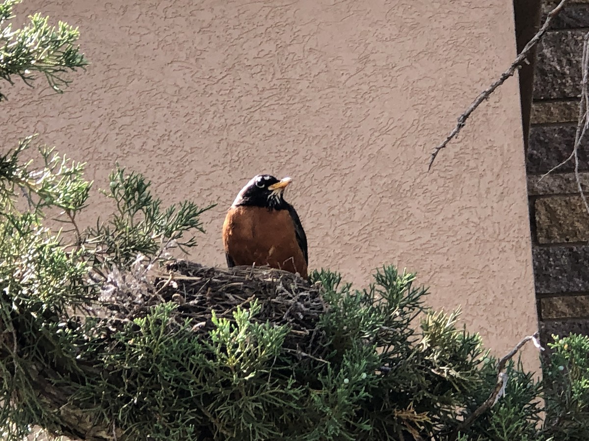 American Robin - ML620306908