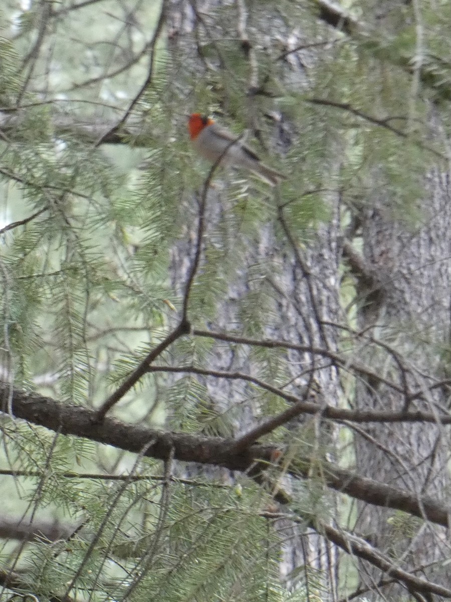 Red-faced Warbler - ML620306909