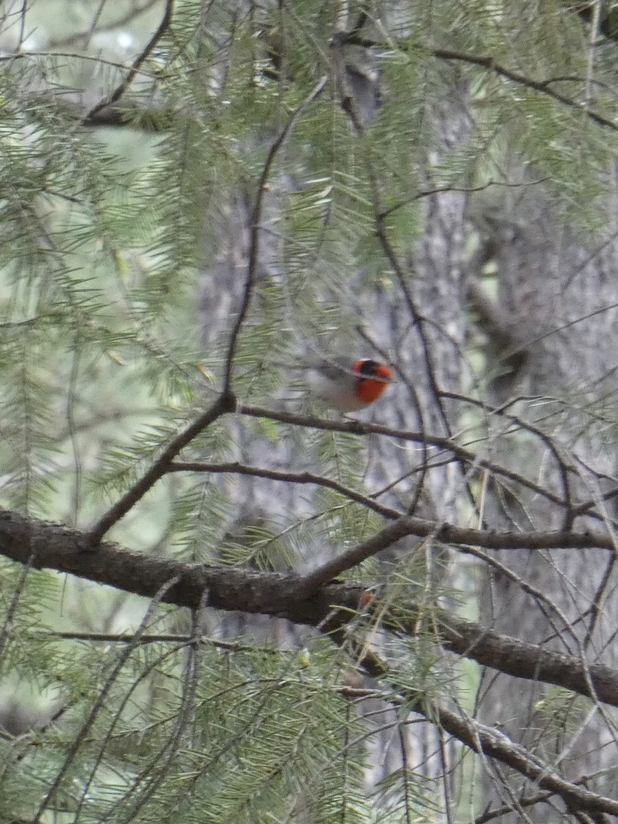 Red-faced Warbler - ML620306910