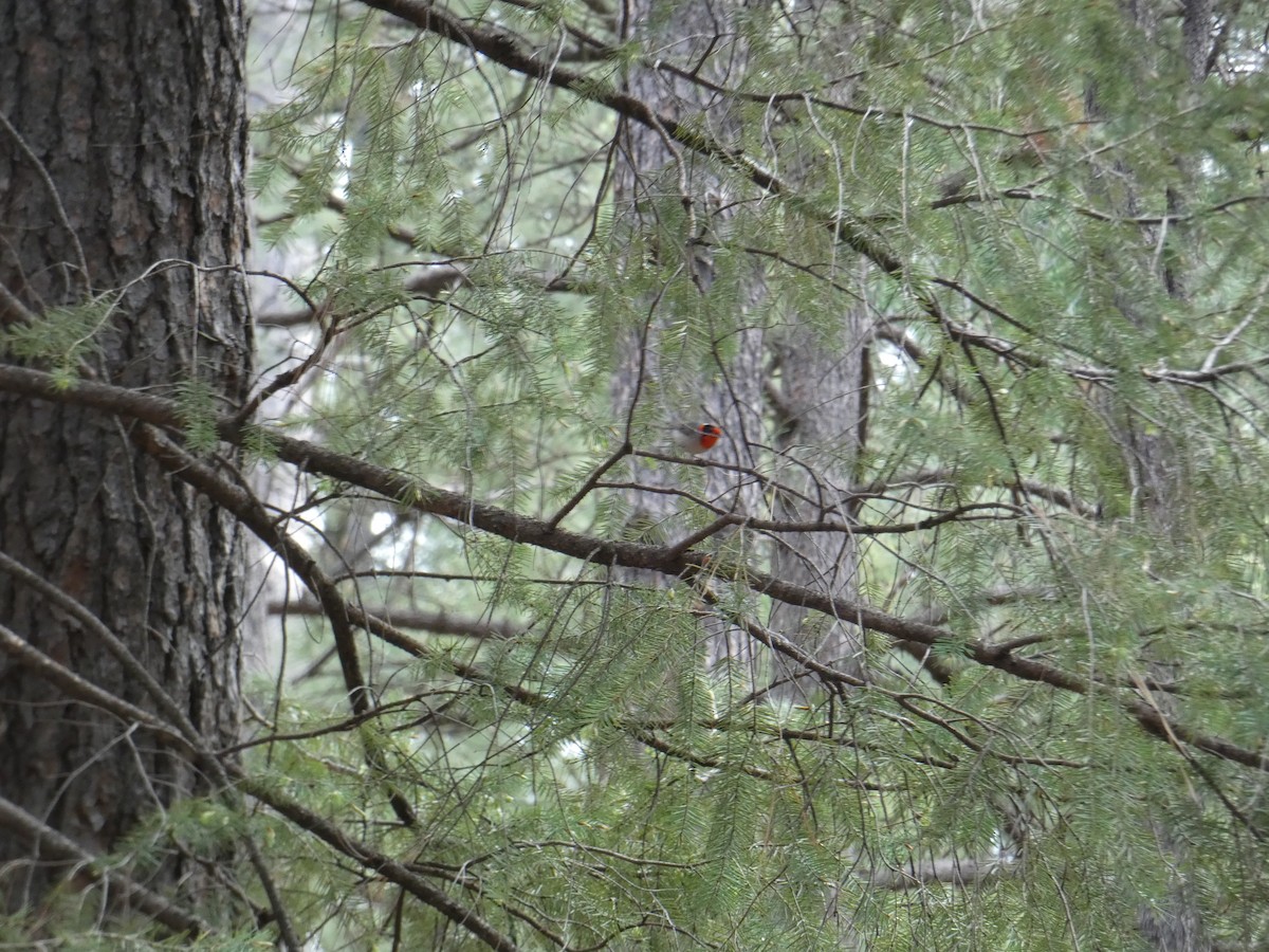 Red-faced Warbler - ML620306911