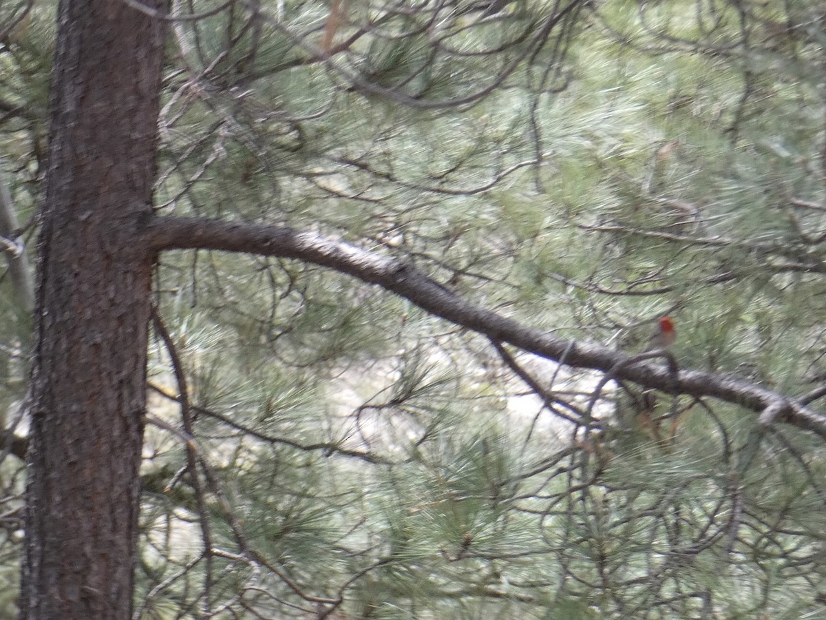 Red-faced Warbler - ML620306912