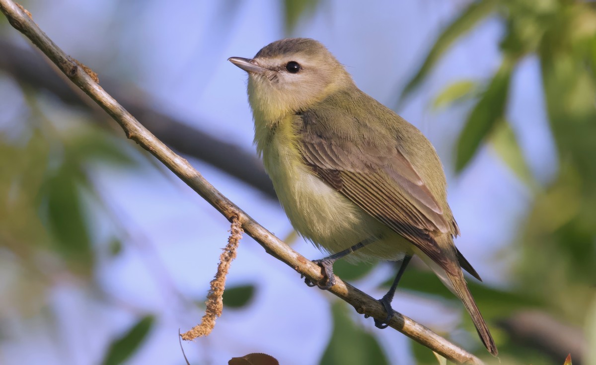 Philadelphia Vireo - ML620306916