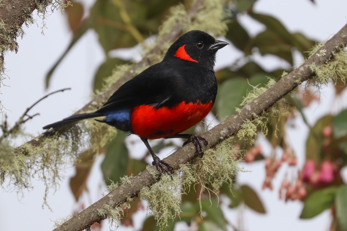 Scarlet-bellied Mountain Tanager - ML620306917