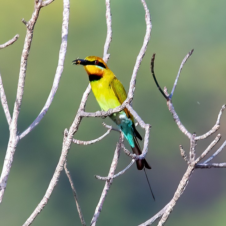 Rainbow Bee-eater - ML620306920