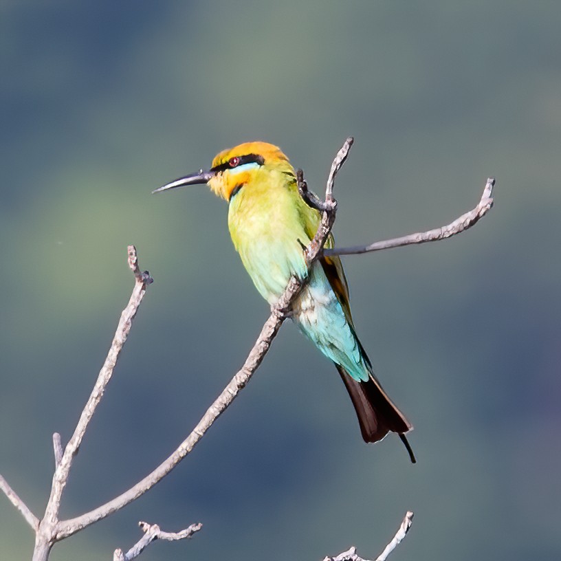 Rainbow Bee-eater - ML620306922