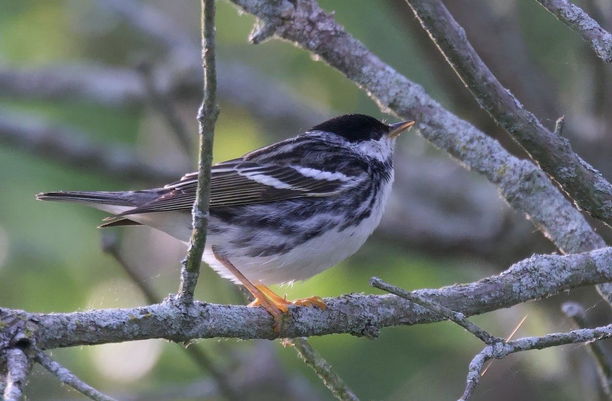 Paruline rayée - ML620306924