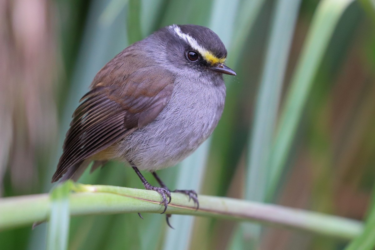 Crowned Chat-Tyrant - ML620306926