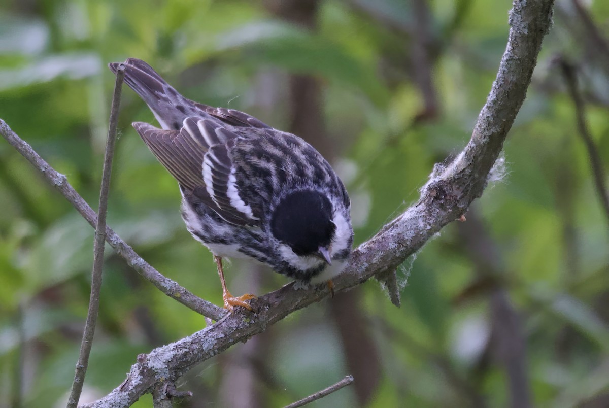 Blackpoll Warbler - ML620306927