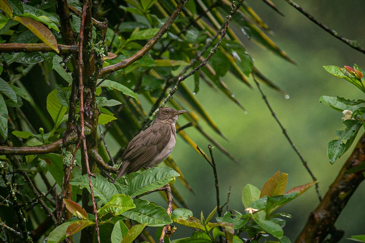 Black-billed Thrush - ML620306933