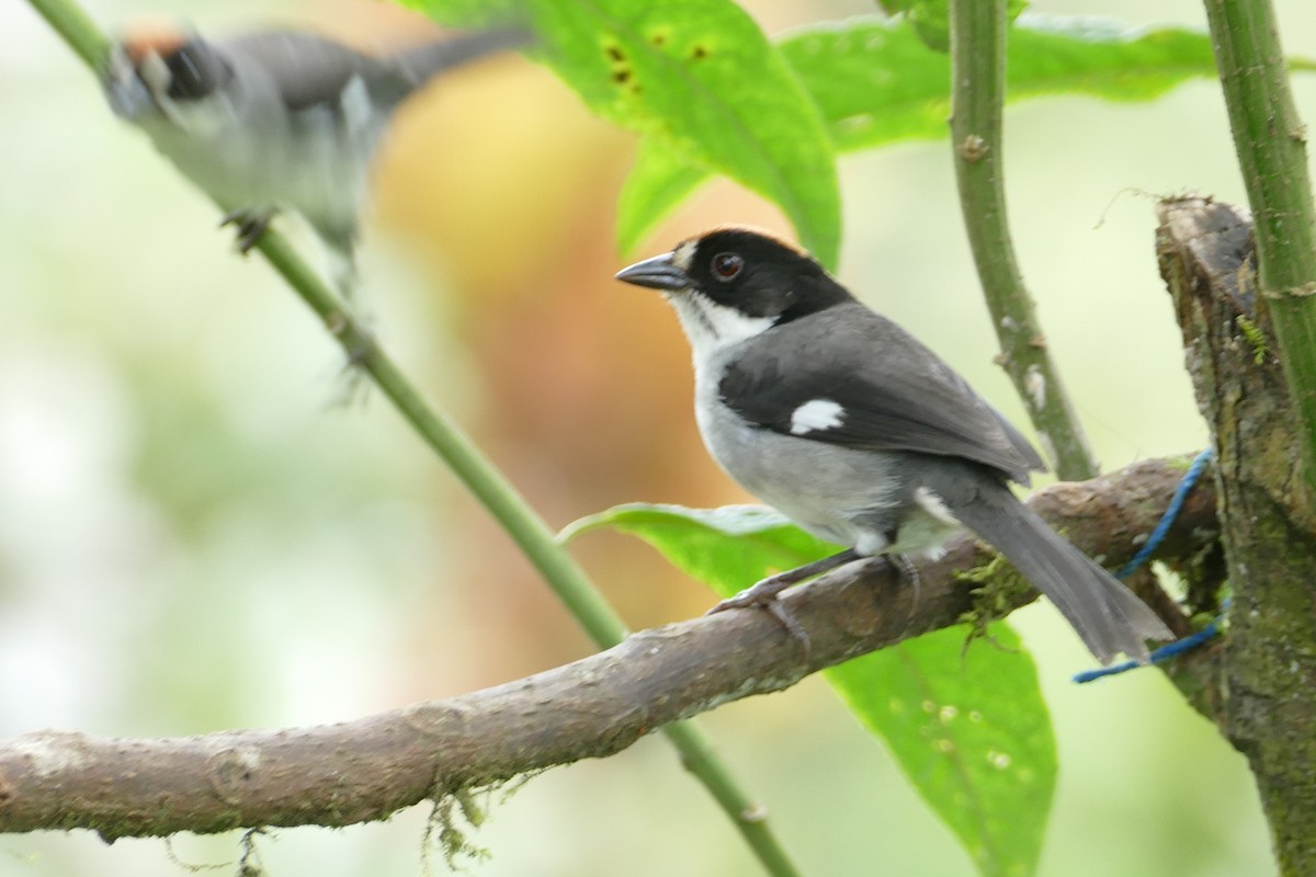 Tohi leucoptère - ML620306936