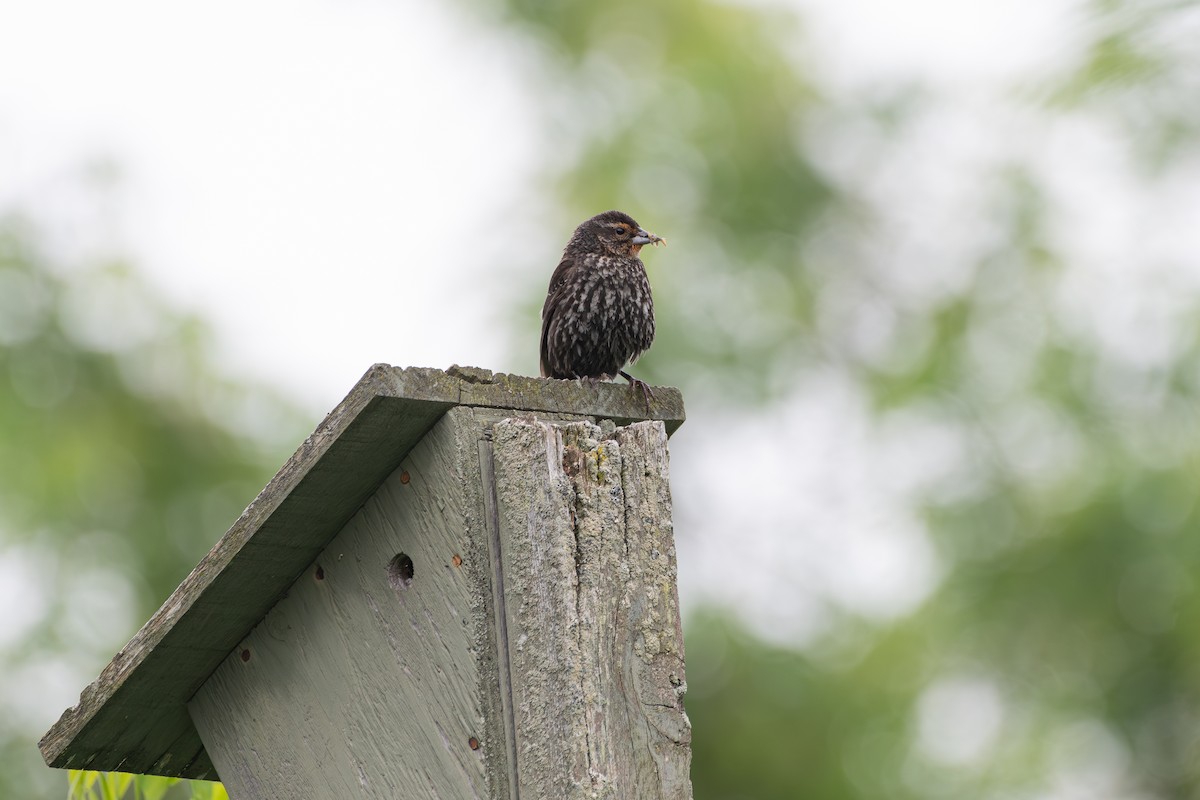 Red-winged Blackbird - ML620306937