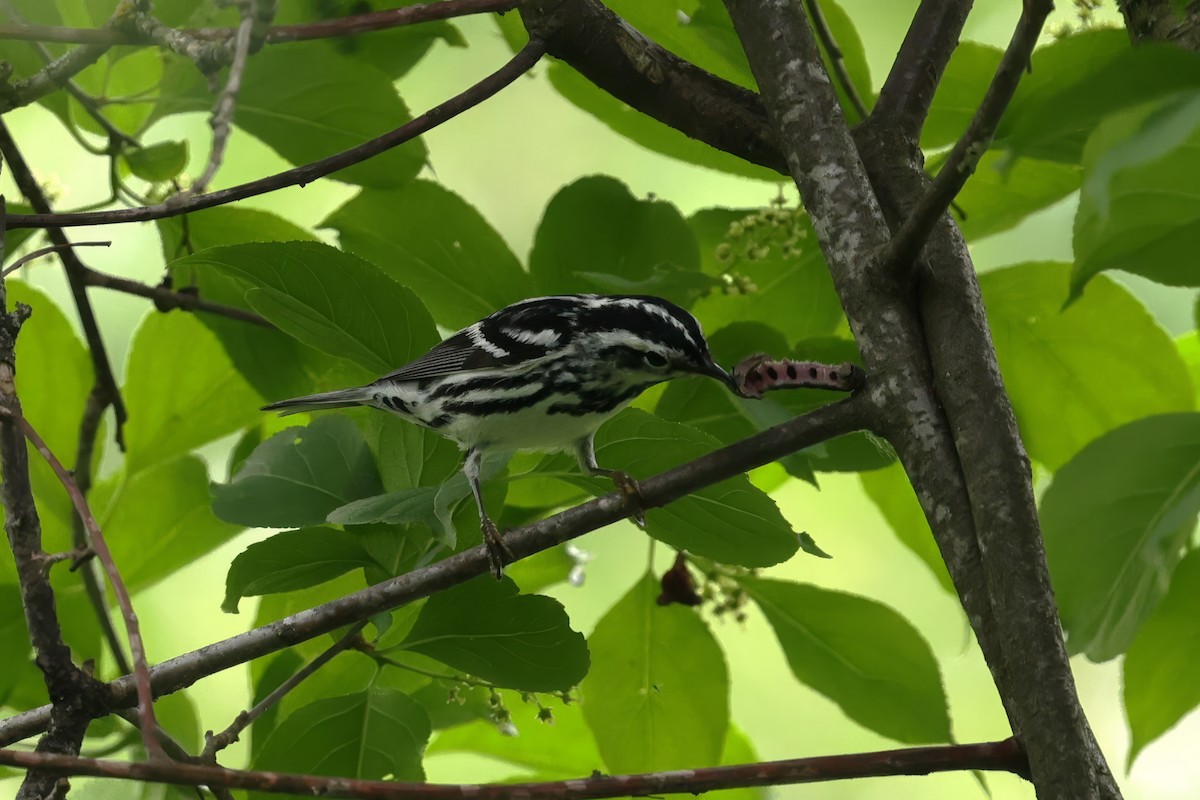 Paruline noir et blanc - ML620306939