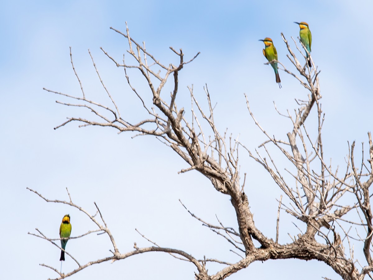 Rainbow Bee-eater - ML620306941