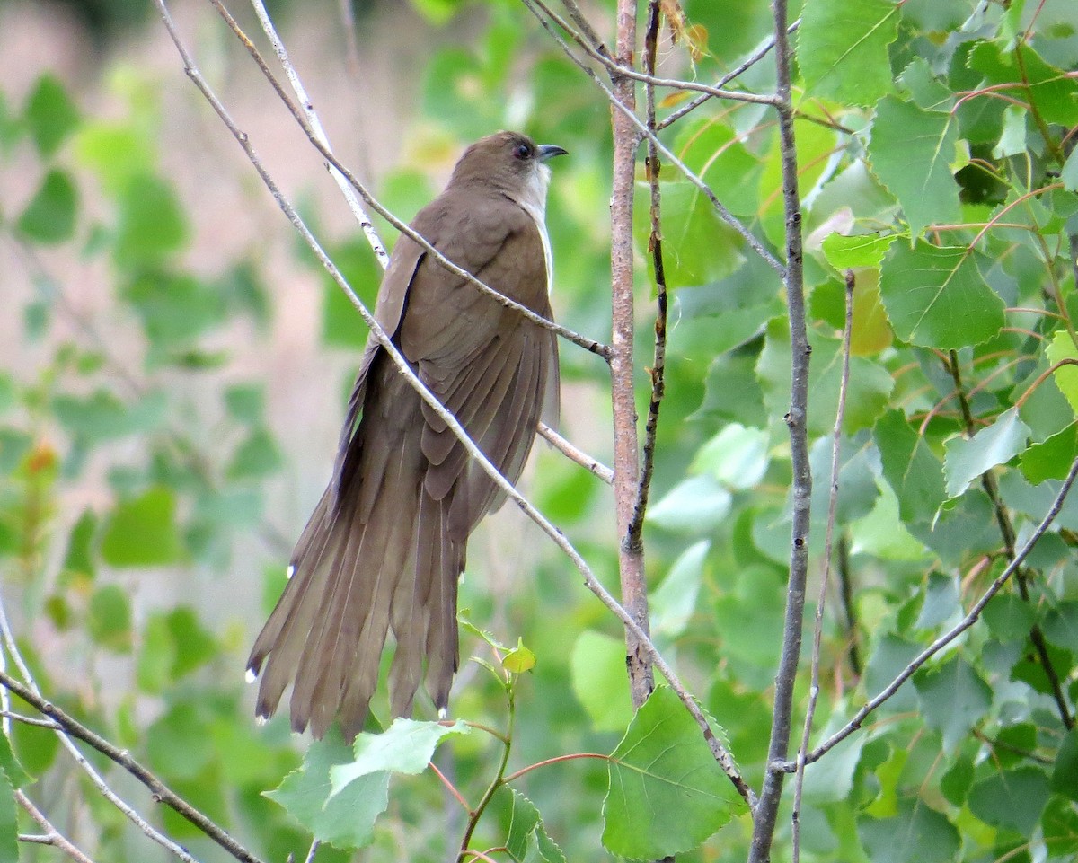 Schwarzschnabelkuckuck - ML620306943