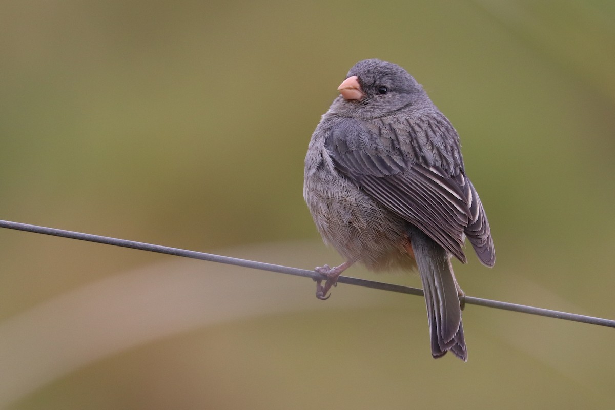 Plain-colored Seedeater - ML620306944